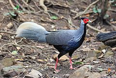 Kalij Pheasant